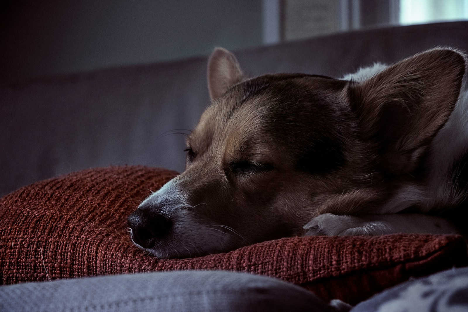 Brown dog laying on red pillow