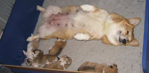 Corgi mother sleeping with her five puppies