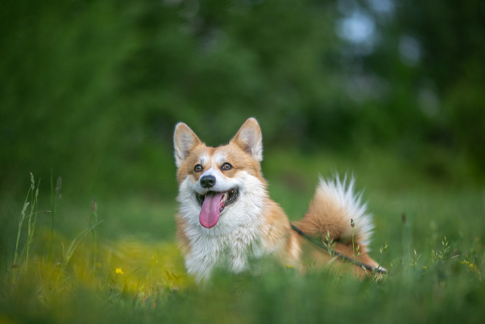 Brown and white dog laying on top of a lush green field